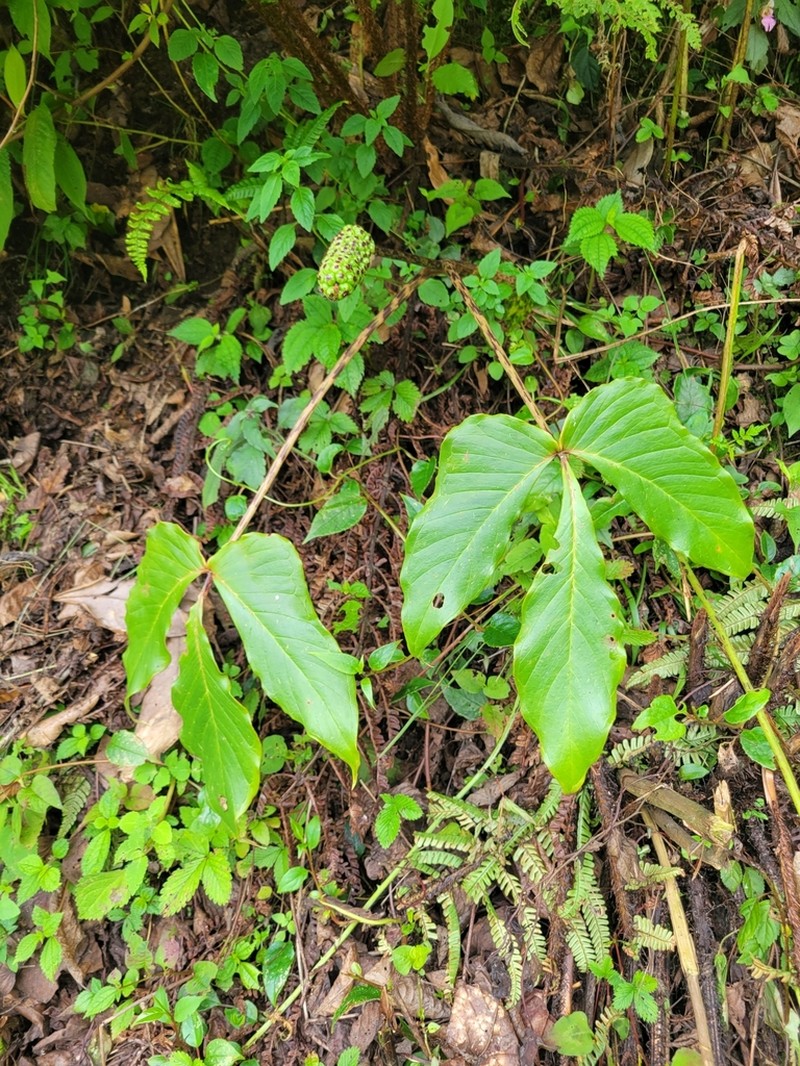 Arisaema wattii photo 5
