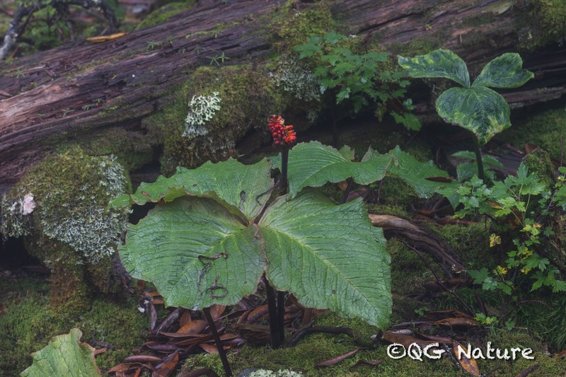 Arisaema wilsonii photo 4
