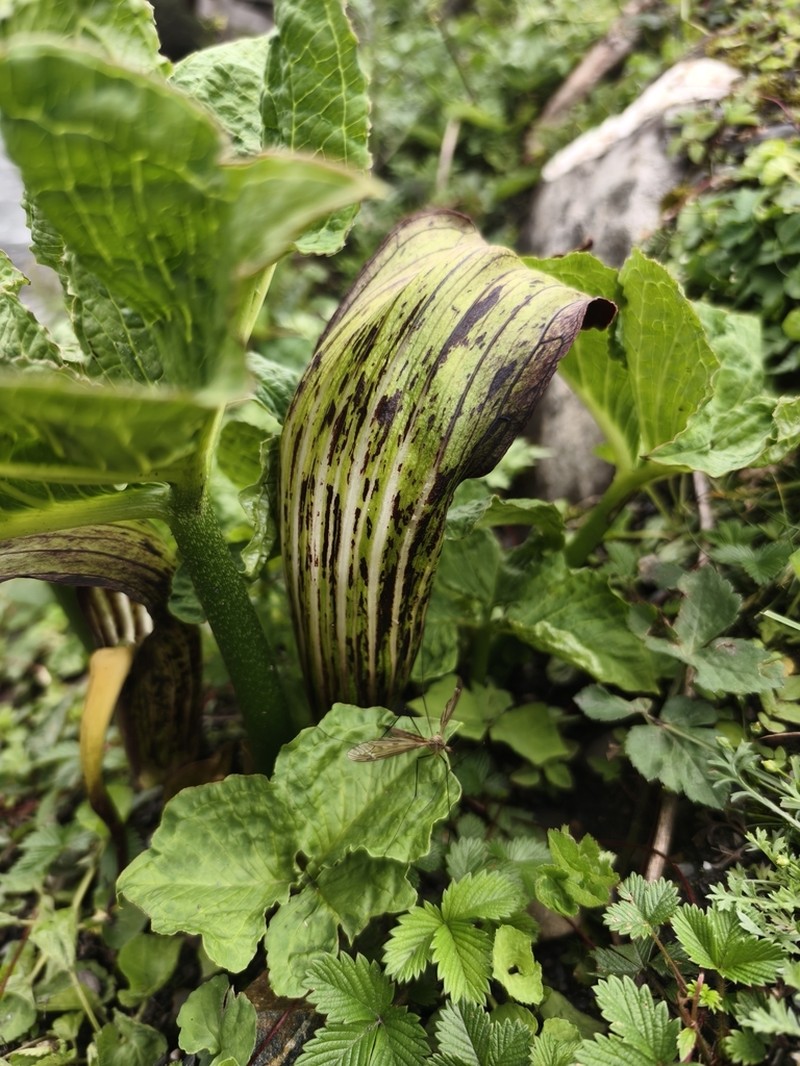 Arisaema wilsonii photo 6