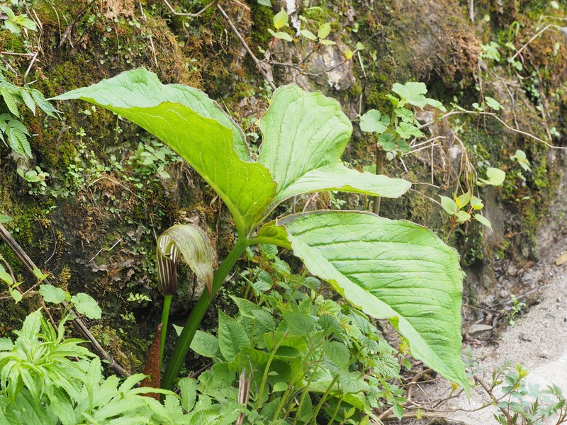 Arisaema wilsonii photo 7