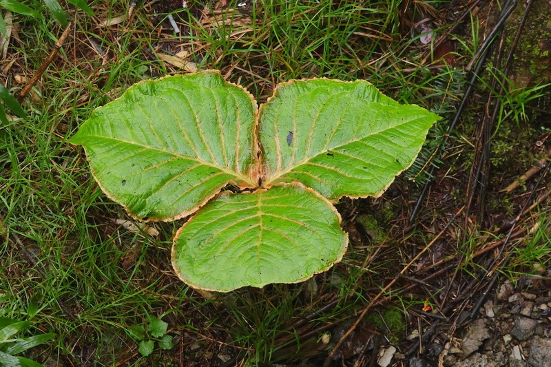Arisaema wilsonii photo 8