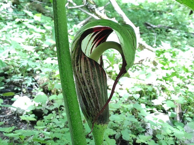 Arisaema wilsonii