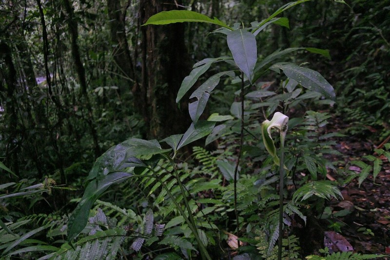 Arisaema wrayi