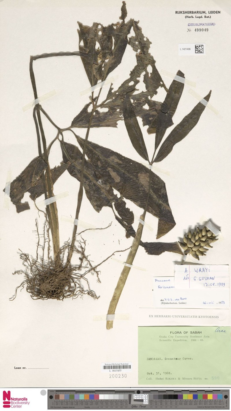 Arisaema wrayi