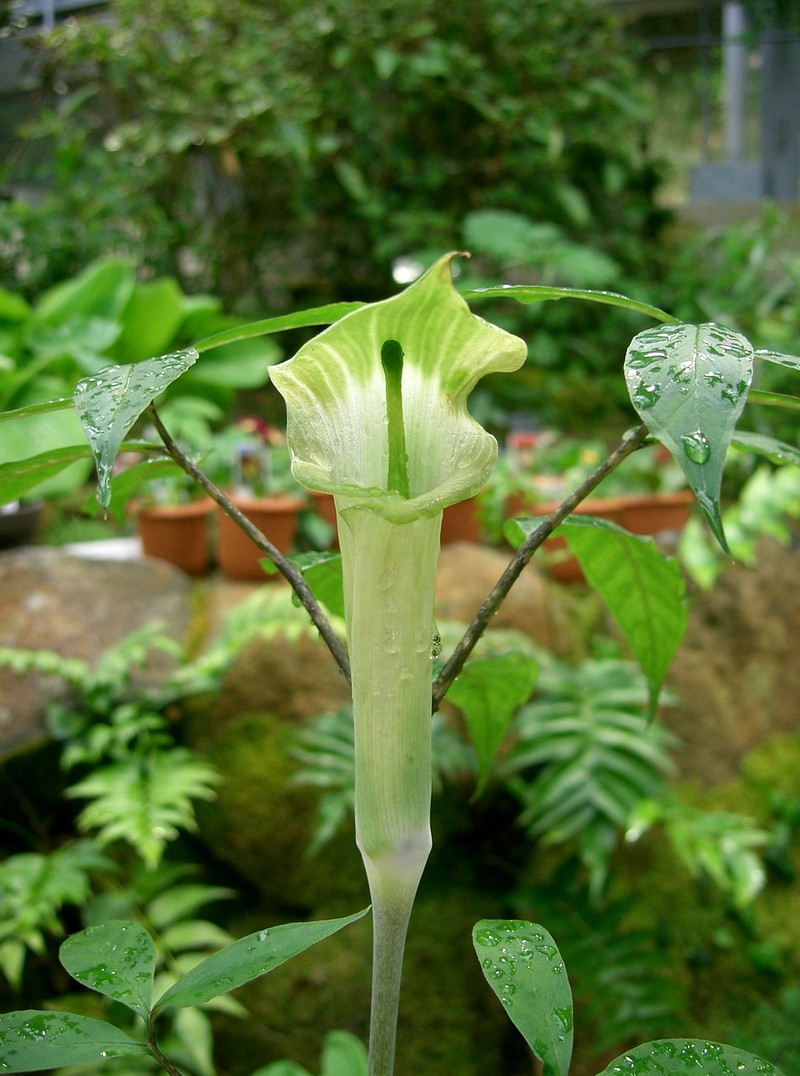 Arisaema yamatense
