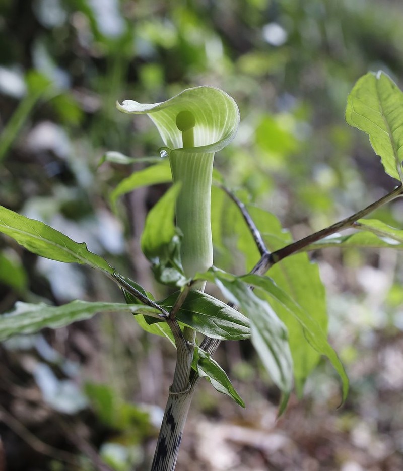 Arisaema yamatense photo 2