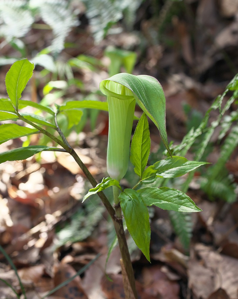 Arisaema yamatense photo 3