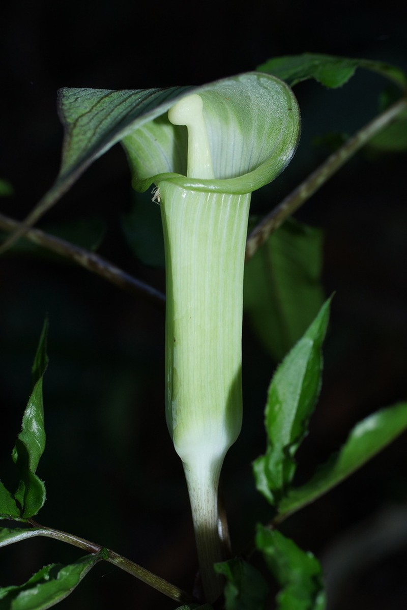 Arisaema yamatense photo 4