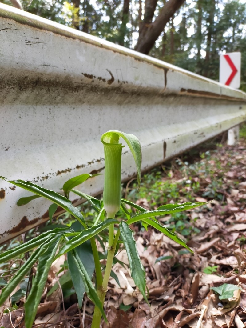 Arisaema yamatense photo 5