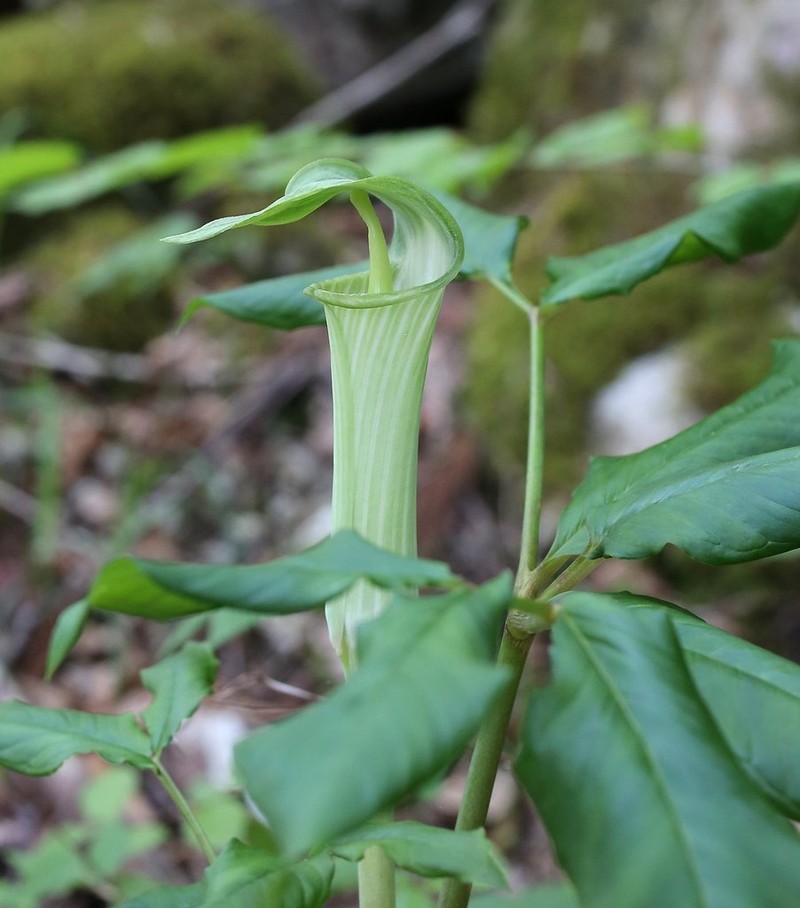 Arisaema yamatense photo 6