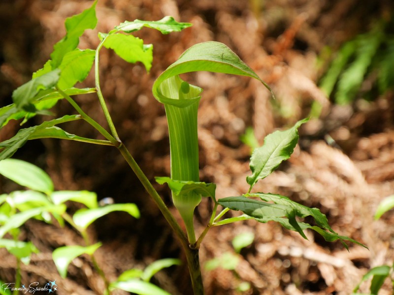 Arisaema yamatense photo 7