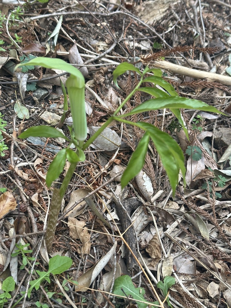 Arisaema yamatense subsp. sugimotoi