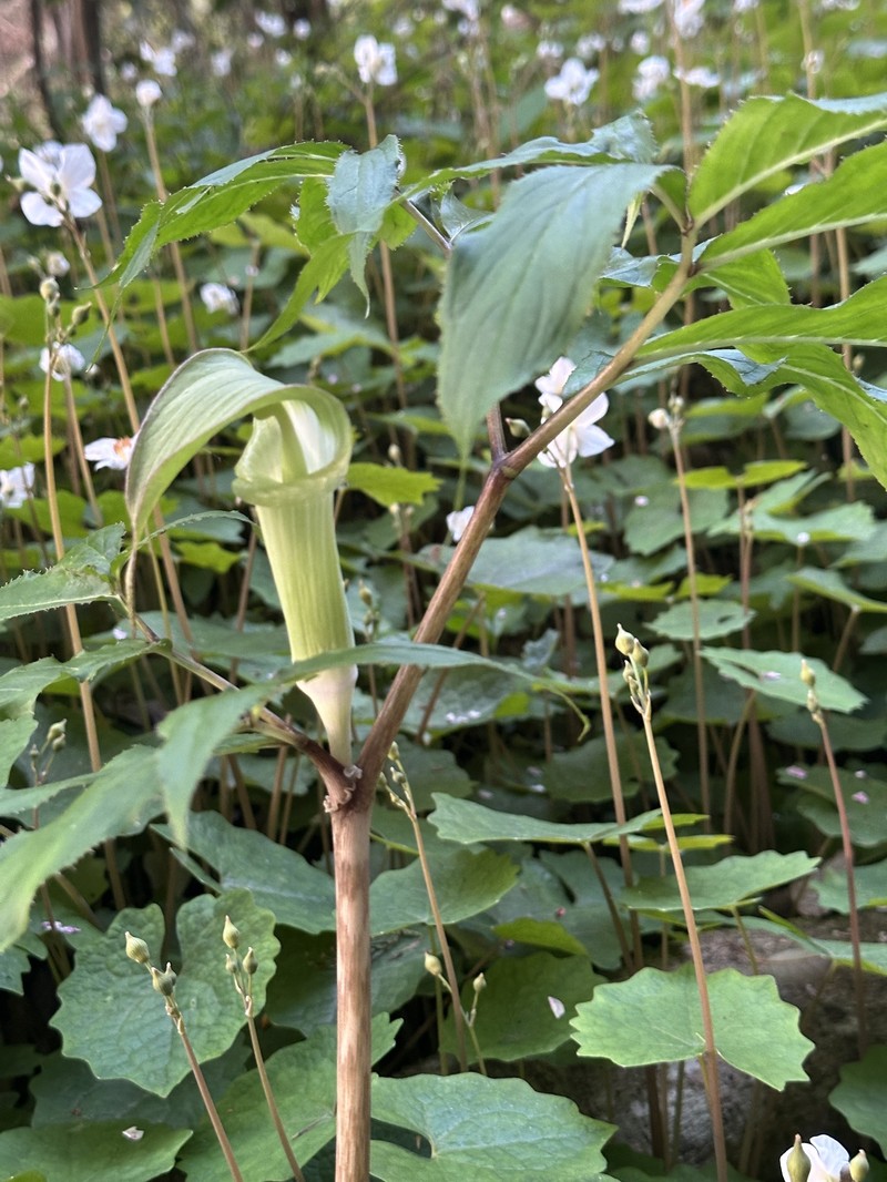 Arisaema yamatense subsp. sugimotoi photo 2