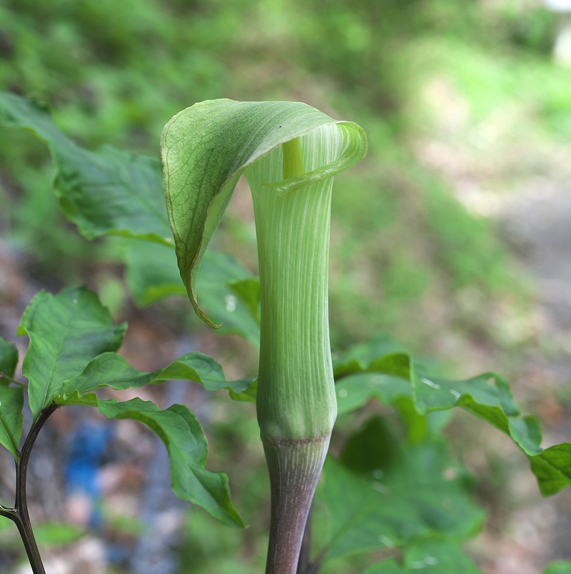 Arisaema yamatense subsp. sugimotoi photo 3