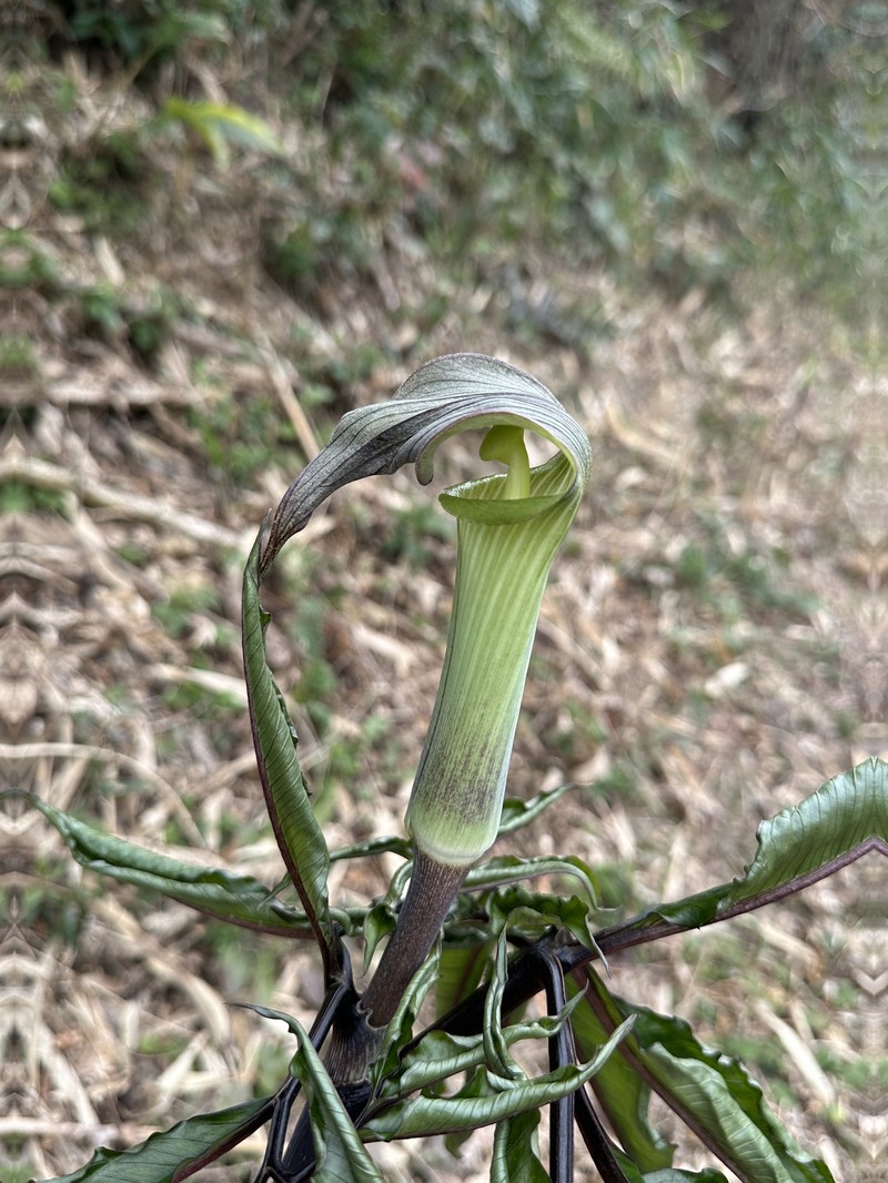 Arisaema yamatense subsp. sugimotoi photo 4