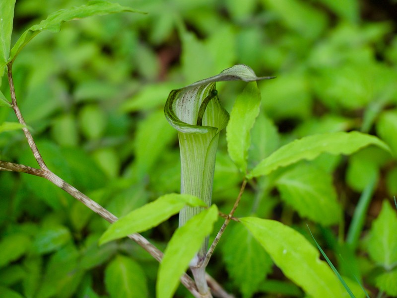 Arisaema yamatense subsp. yamatense