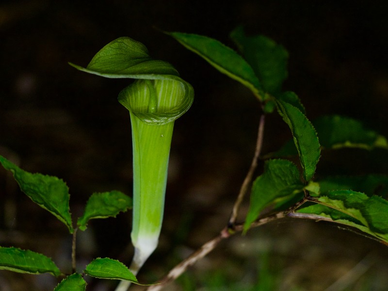 Arisaema yamatense subsp. yamatense photo 2