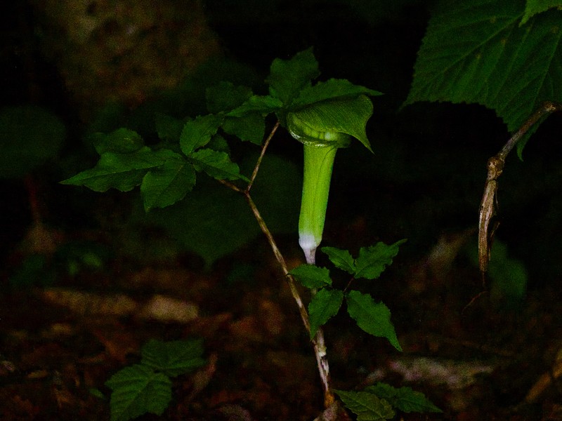Arisaema yamatense subsp. yamatense photo 3