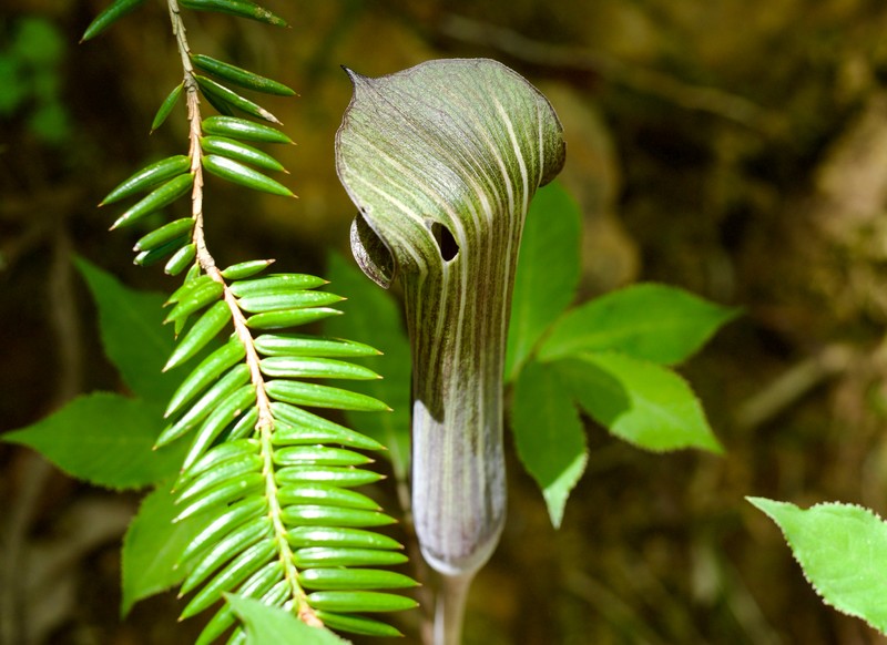 Arisaema yamatense subsp. yamatense photo 4