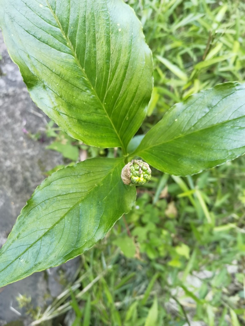 Arisaema yunnanense