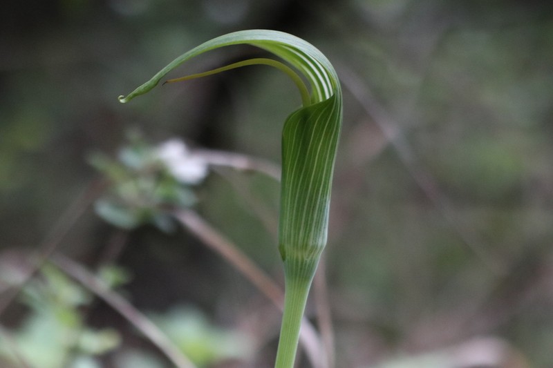 Arisaema yunnanense photo 2