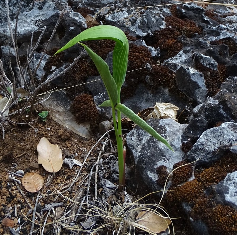 Arisaema yunnanense photo 3