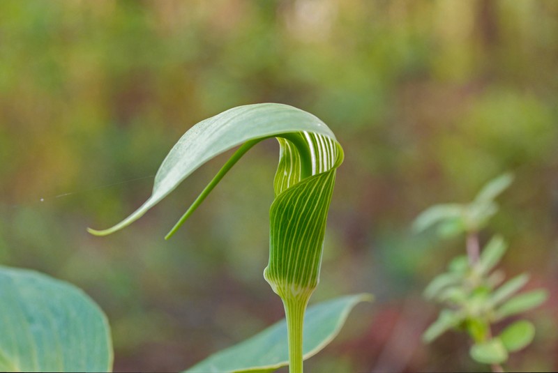 Arisaema yunnanense photo 4
