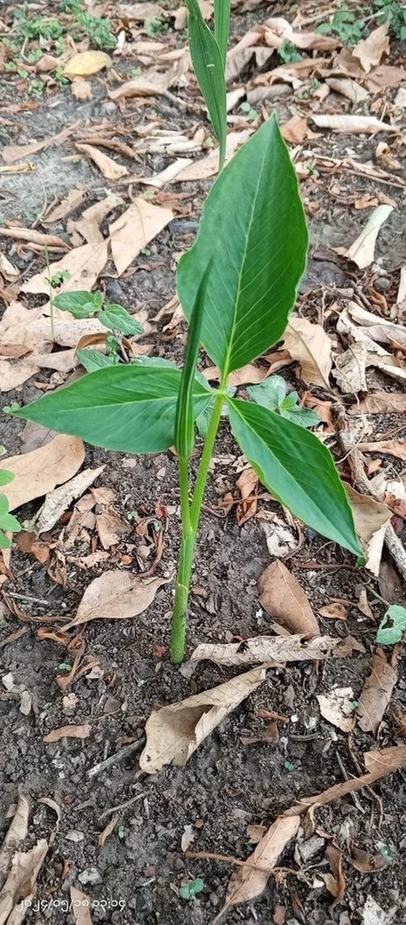 Arisaema yunnanense photo 5