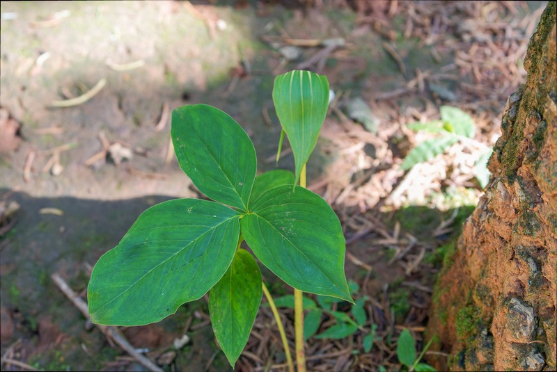 Arisaema yunnanense photo 6