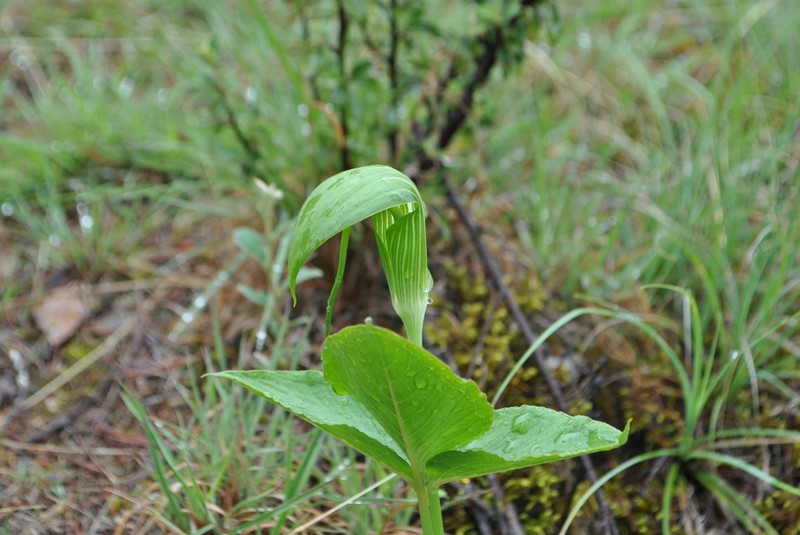 Arisaema yunnanense photo 7