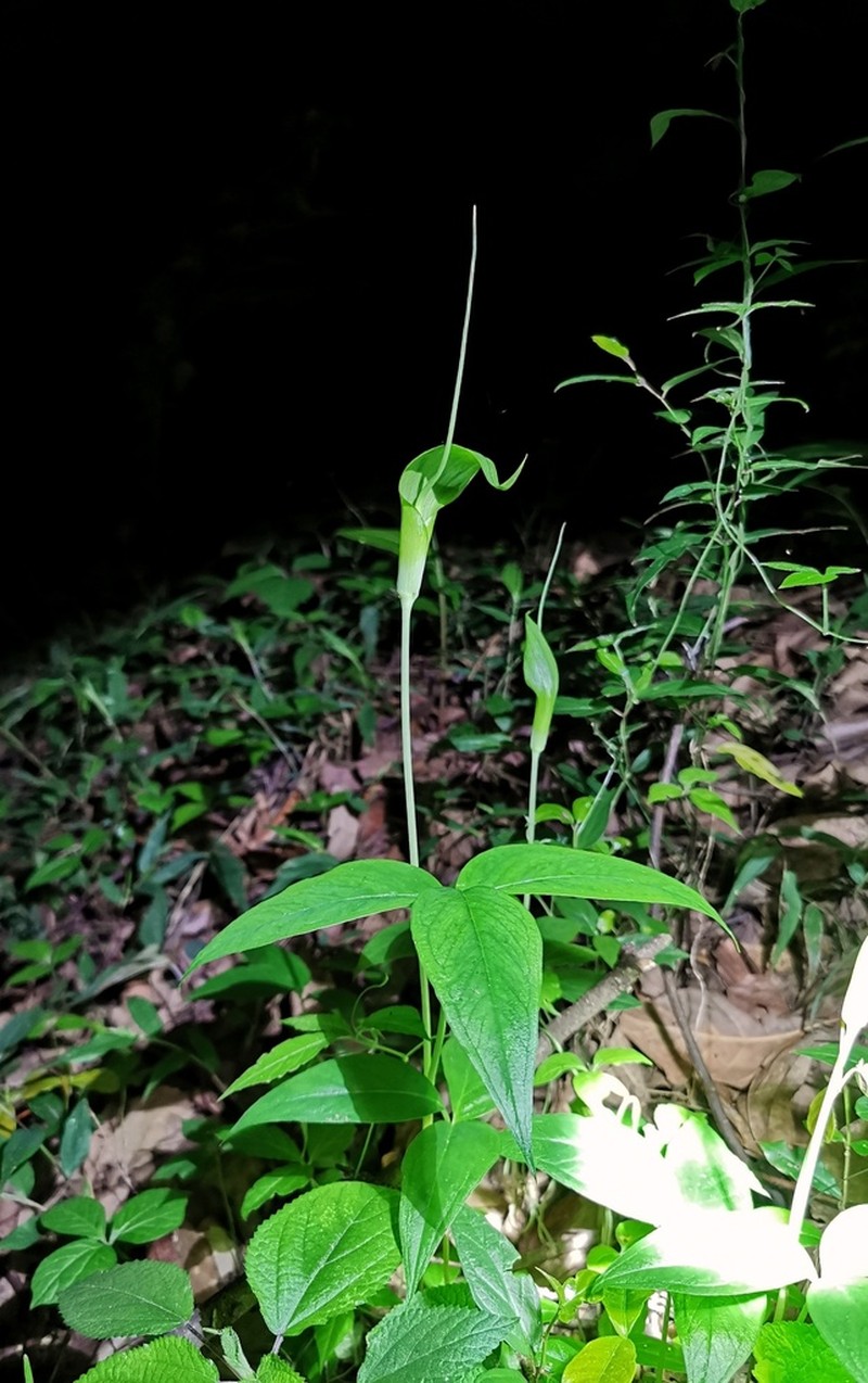 Arisaema yunnanense photo 8