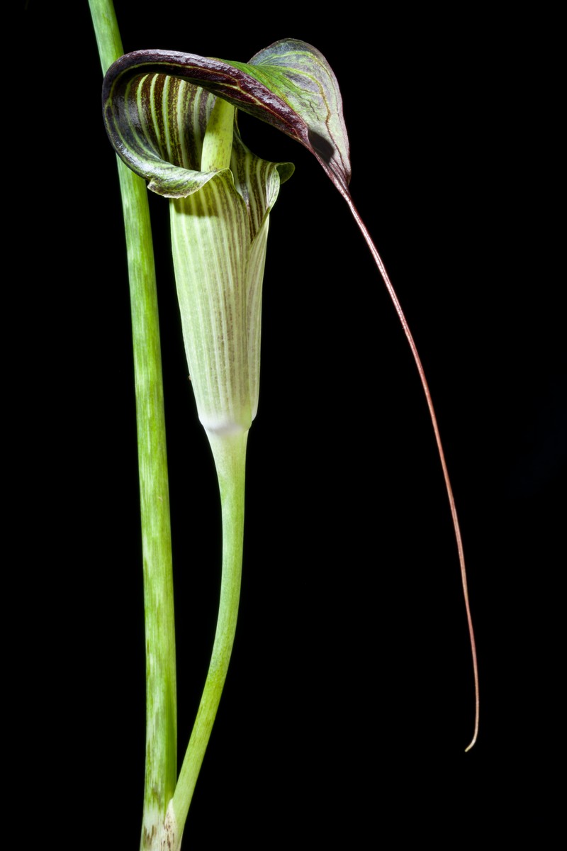 Arisaema zhui
