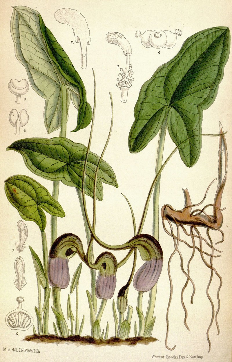 Arisarum proboscideum