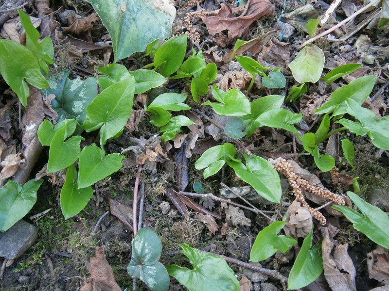 Arisarum proboscideum photo 2