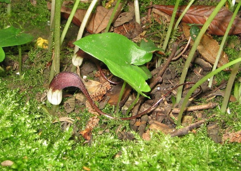 Arisarum proboscideum photo 3