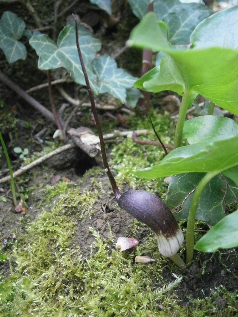 Arisarum proboscideum photo 4