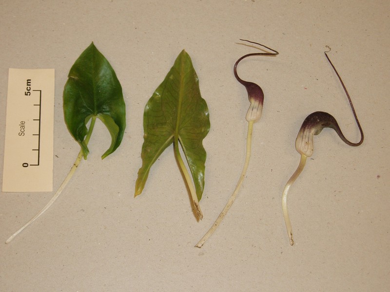 Arisarum proboscideum photo 5