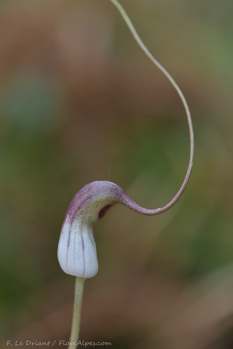 Arisarum proboscideum photo 6