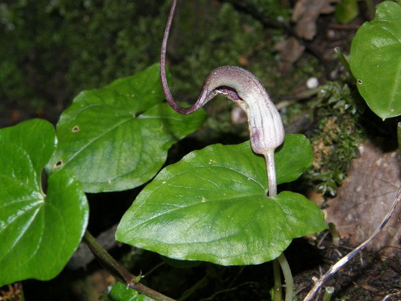 Arisarum proboscideum photo 7