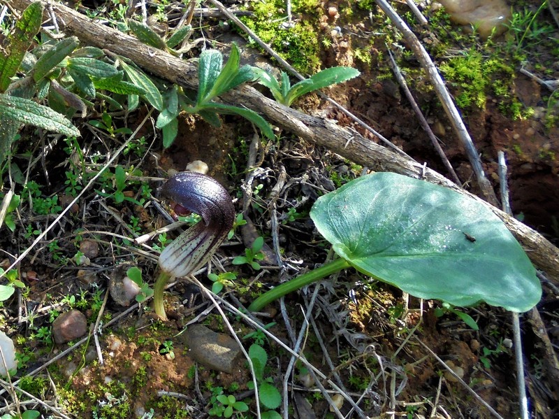 Arisarum simorrhinum