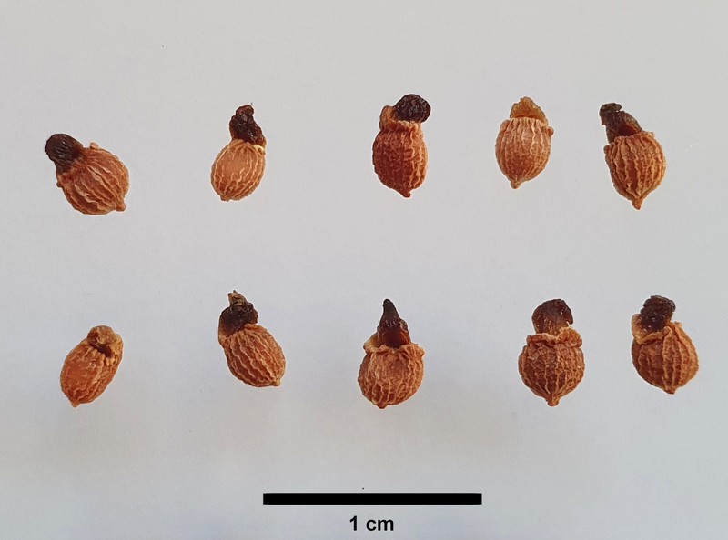 Arisarum simorrhinum photo 2