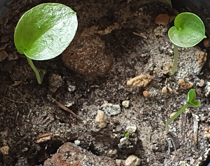 Arisarum simorrhinum photo 3