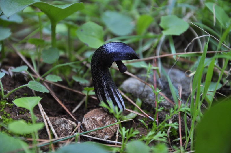 Arisarum simorrhinum photo 4