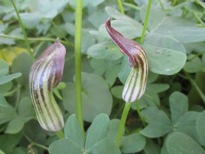 Arisarum simorrhinum photo 5