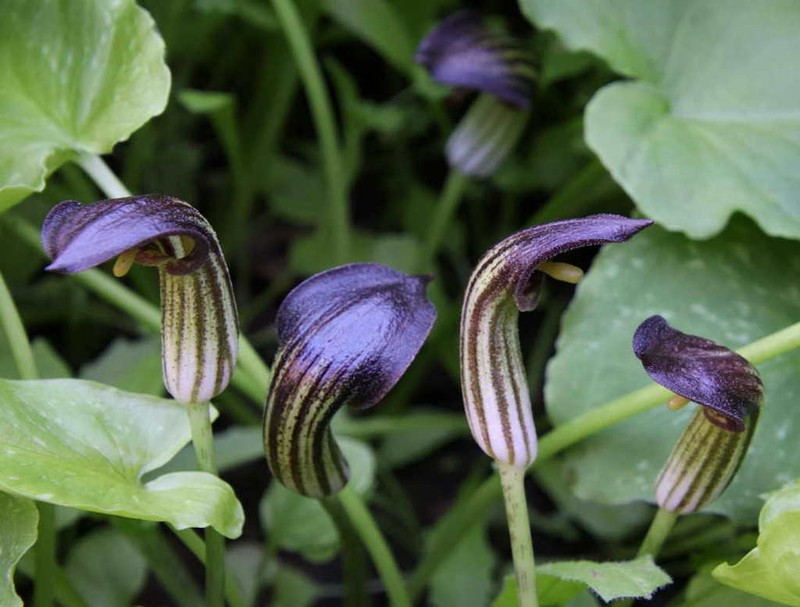Arisarum simorrhinum photo 6