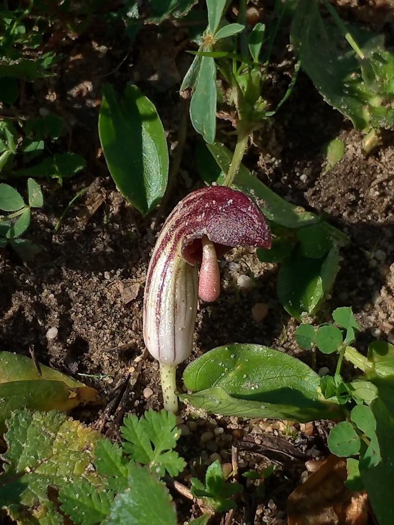 Arisarum simorrhinum photo 7