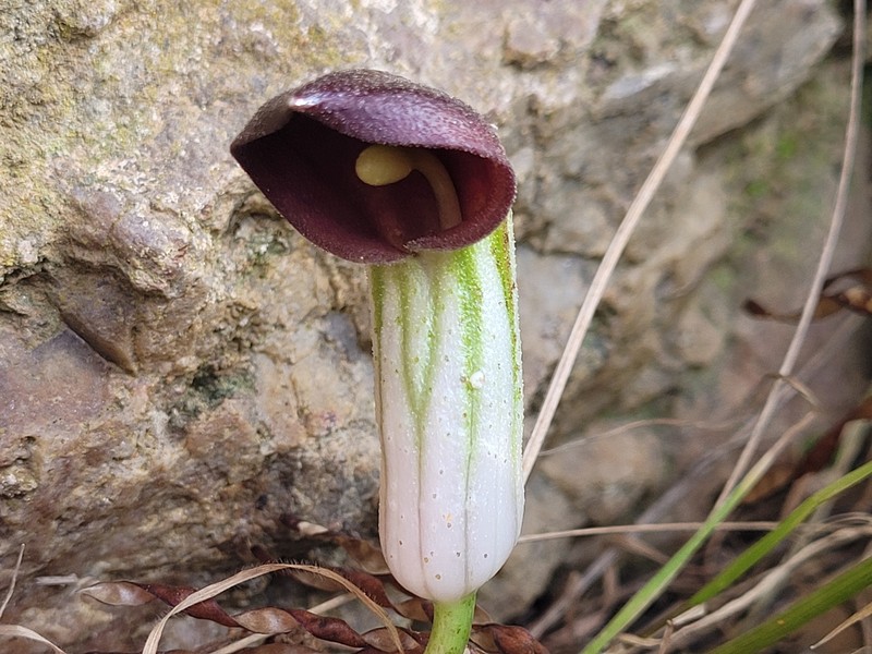 Arisarum simorrhinum var. clusii