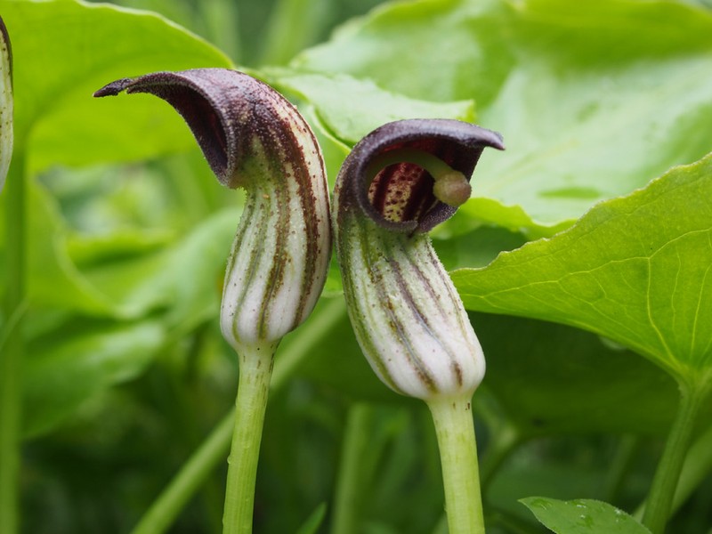 Arisarum simorrhinum var. clusii photo 2