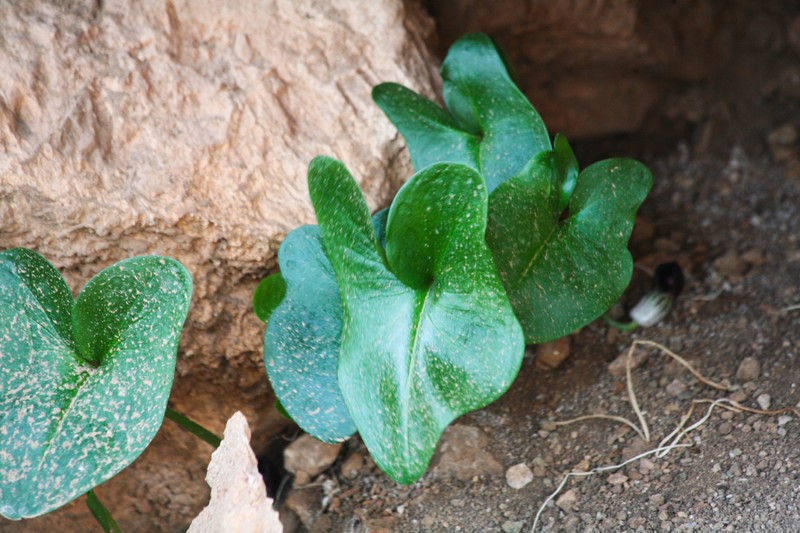 Arisarum simorrhinum var. simorrhinum