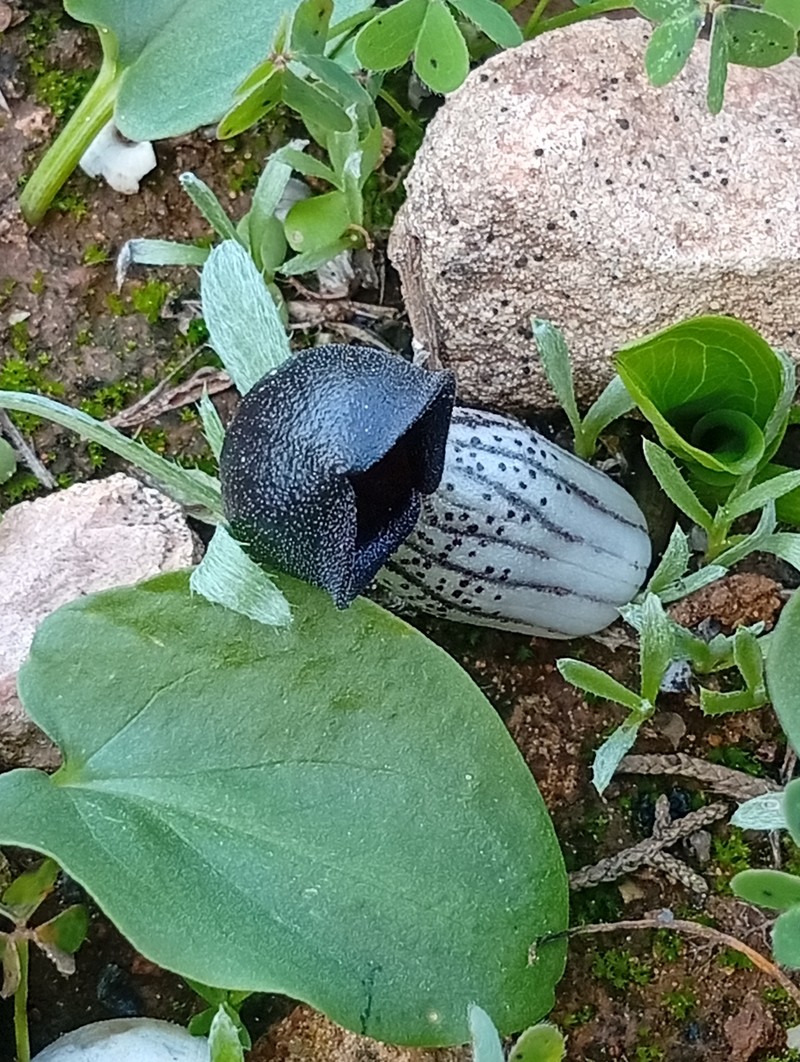 Arisarum simorrhinum var. simorrhinum photo 2